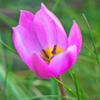 Lala - Tulipa Helene - pakovanje 8 lukovica