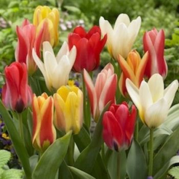 Lala - Tulipa botanical mixed - pakovanje 8 lukovica