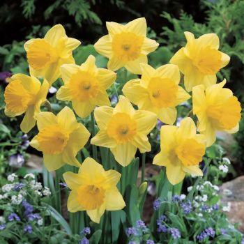 Narcis - Daffodils Carlton - pakovanje 5 lukovica