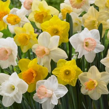 Narcis - Daffodils Trumpet mixed - pakovanje 5 lukovica