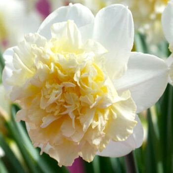 Narcis dupli - Daffodils Ice king - pakovanje 5 lukovica
