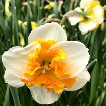 Narcis leptir - Daffodils Love call - pakovanje 3 lukovica