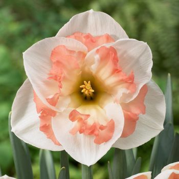 Narcis leptir - Daffodils Pink wonder - pakovanje 3 lukovica