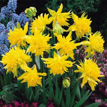 Narcis - Daffodils Rip van Winkle - pakovanje 5 lukovica