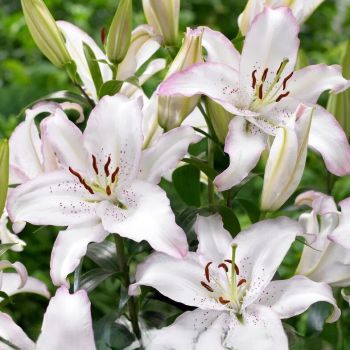 Ljiljan orijentalni - Brasilia - pakovanje 1 lukovica