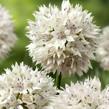 Ukrasni luk - Allium ampl. Gracefull - pakovanje 8 lukovica