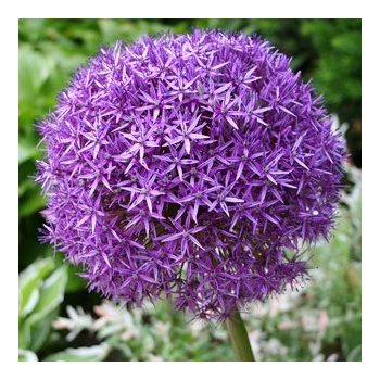 Ukrasni luk - Allium giganteum - pakovanje 1 lukovica