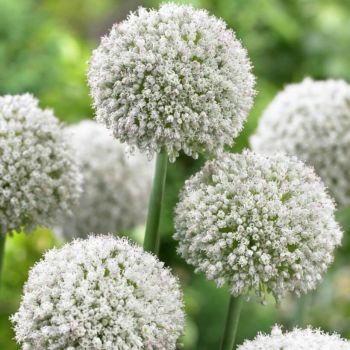 Ukrasni luk - Allium White cloud - pakovanje 15 lukovica