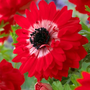 Anemona - Anemone The governor - pakovanje 15 lukovica