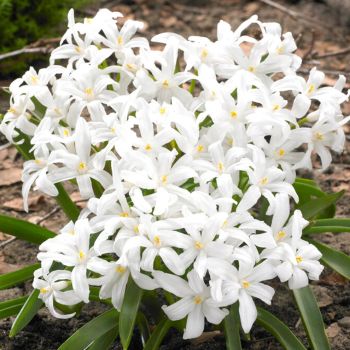 Snežna lepota - Chionodoxa luciliae Alba - pakovanje 25 lukovica
