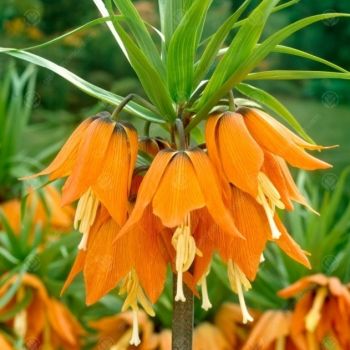 Kockavica - Fritillaria imperialis Aurora - pakovanje 1 lukovica