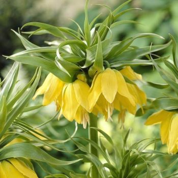 Kockavica - Fritillaria imperialis Lutea - pakovanje 1 lukovica
