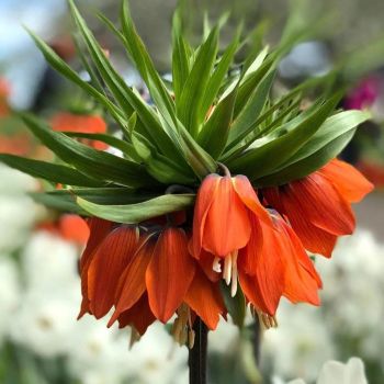 Kockavica - Fritillaria imperialis Rubra - pakovanje 1 lukovica