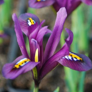 Perunika - Iris reticulata j.s. Dijt - pakovanje 15 lukovica