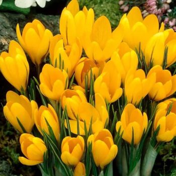 Krokus krupnocvetni - Crocus big yellow - pakovanje 7 lukovica