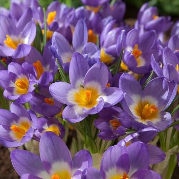 Krokus - Crocus sublimis Tricolor - pakovanje 10 lukovica