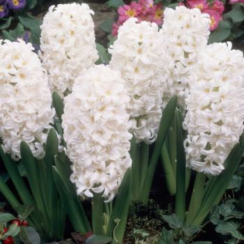 Zumbul - Hyacinths Carnegie - pakovanje 3 lukovica