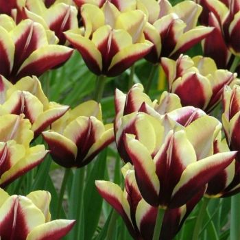 Lala - Tulipa Gavota - pakovanje 5 lukovica