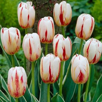 Lala - Tulipa Happy generation - pakovanje 5 lukovica