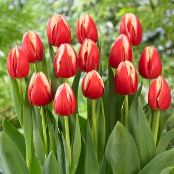 Lala - Tulipa Leen van der Mark - pakovanje 5 lukovica