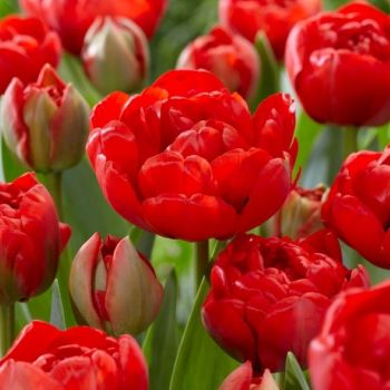 Lala - Tulipa Miranda - pakovanje 5 lukovica