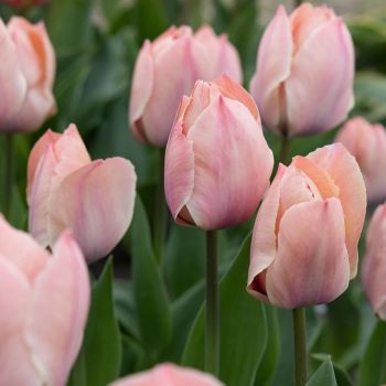 Lala - Tulipa Salmon van Eijk - pakovanje 5 lukovica