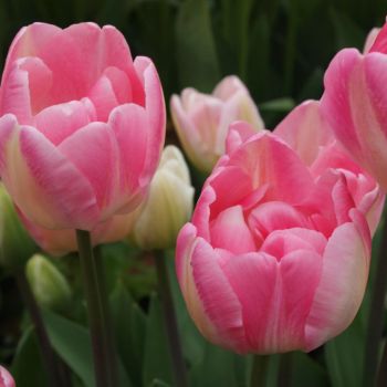 Lala - Tulipa Upstar - pakovanje 5 lukovica