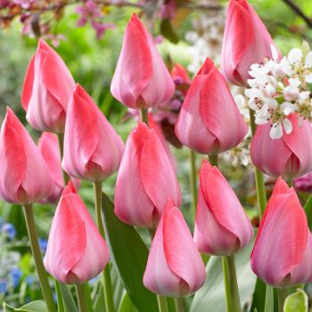 Lala - tulipa Van Eijk - pakovanje 5 lukovica