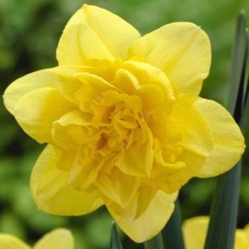Narcis - Daffodils Dick Wilden - pakovanje 5 lukovica
