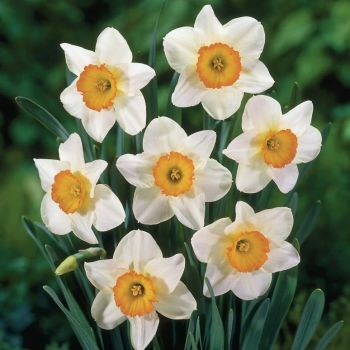 Narcis - Daffodils Flower record - pakovanje 5 lukovica