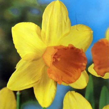 Narcis - Daffodils Fortune - pakovanje 5 lukovica