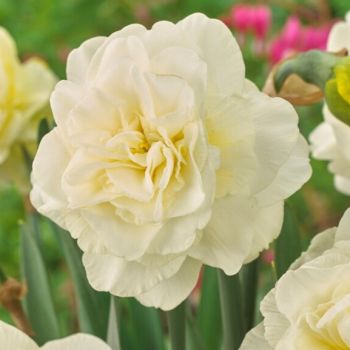 Narcis - Daffodils Obdam - pakovanje 5 lukovica