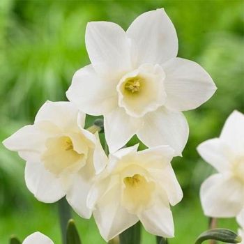 Narcis - Daffodils Pueblo - pakovanje 5 lukovica