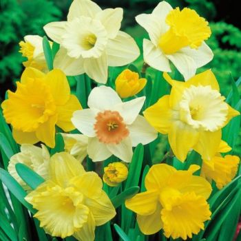Narcis - Daffodils Trumpet mix - pakovanje 5 lukovica