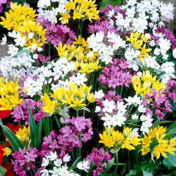 Ukrasni luk - Allium mix - pakovanje 20 lukovica