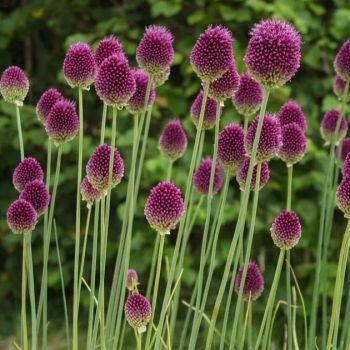 Ukrasni luk - Allium sphaerocephalon - pakovanje 10 lukovica