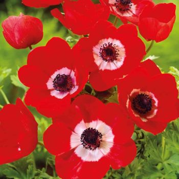 Anemona - Anemone cor. Hollandia - pakovanje 10 lukovica