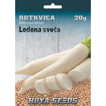 Rotkvica ledena sveća - Raphamus sativus