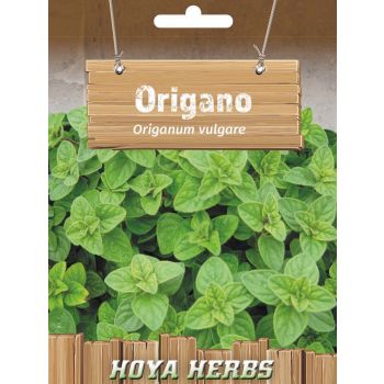 Origano - Origanum vulgare