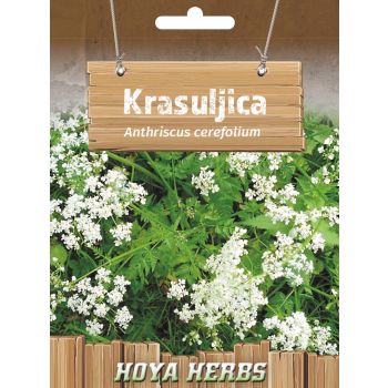 Krasuljica - Anthriscus cerefolium