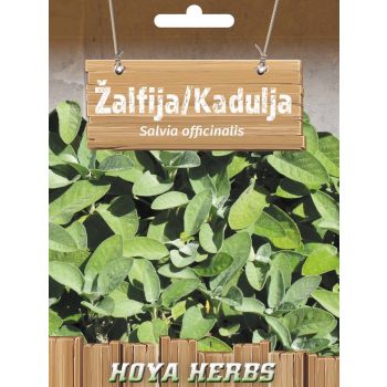 Žalfija kadulja - Salvija officinalis