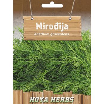 Mirođija - Anethum graveolens