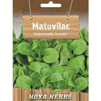 Matovilac - Valerianella locusta