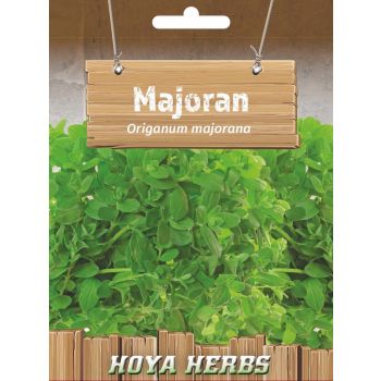 Majoran - Origanum majorana