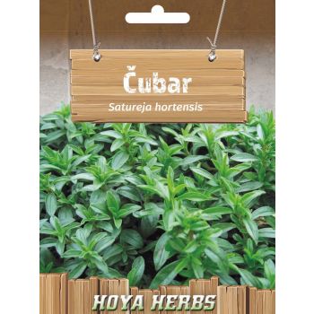 Čubar - Aturja hortensis