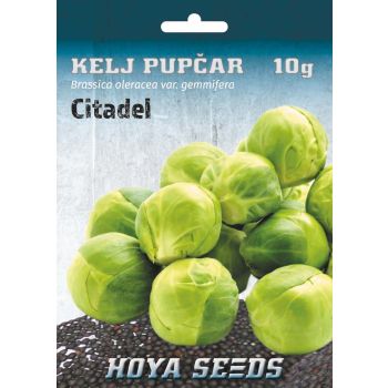Kelj pupčar Citadel - Brassica oleracea var. Gemmifera