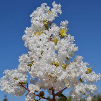Lagerstroemia indica 'Bianco Grassi' - C3 L - 40/60 cm