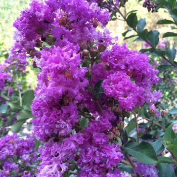 Lagerstroemia indica 'Superviolacea' - C3 L - 40/60 cm