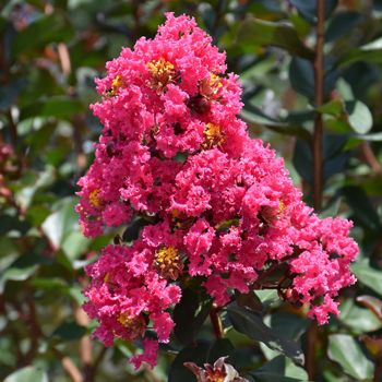 Lagerstroemia indica 'Pink Velour' - C15 L - Kalem 100 cm