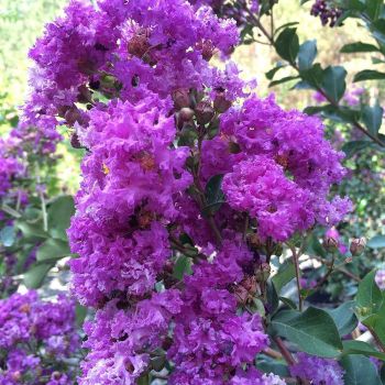 Lagerstroemia indica 'Powhatan' - C3 L - 40/60 cm